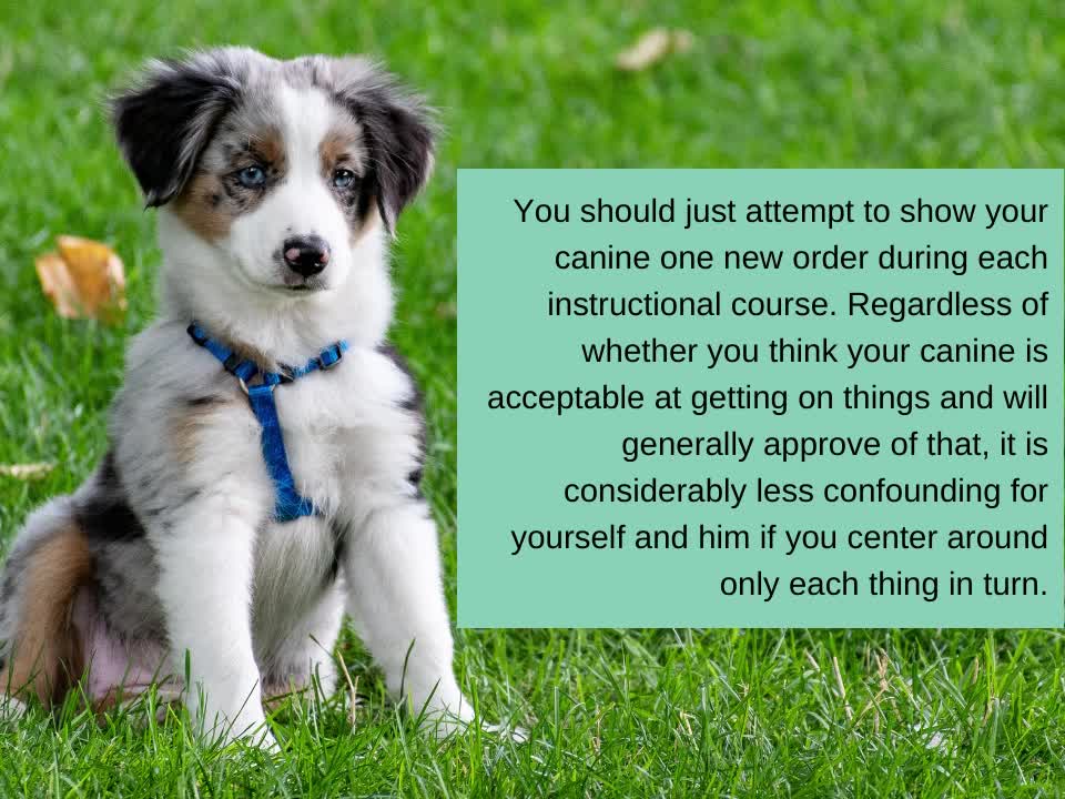Peter Salzano - Simple Tips Made Easy To Help You Figure Out Dogs