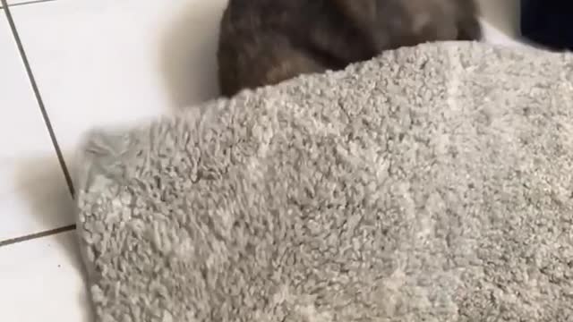 Grey cat playing under rug