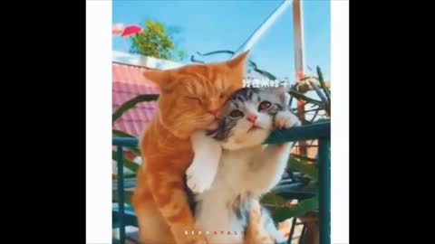 Two cats are spending moments of love