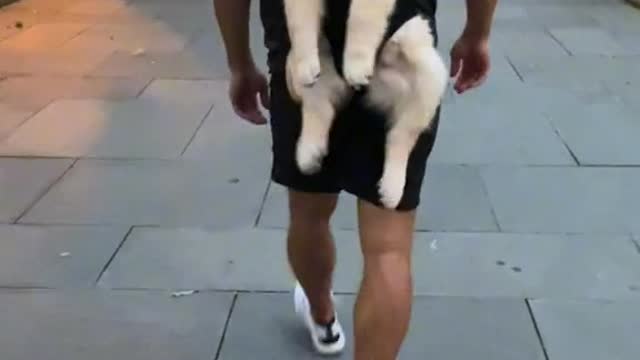 Puppy being carried