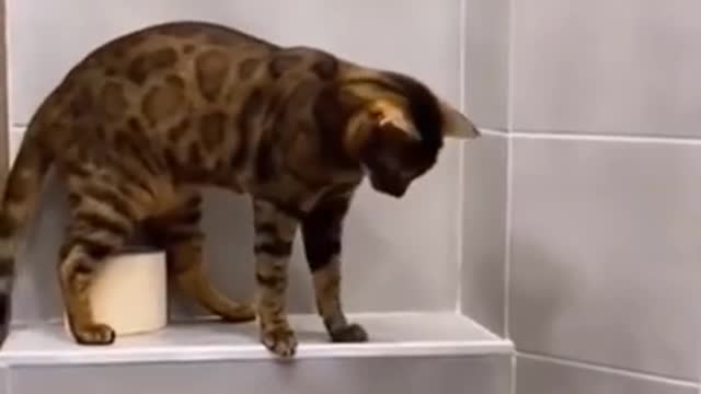 #funny #cute β€ #dogs and #cats πΆπ± part 6