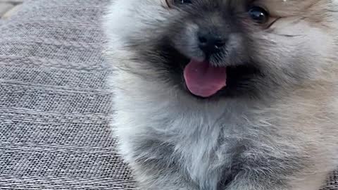 Puppy in the table