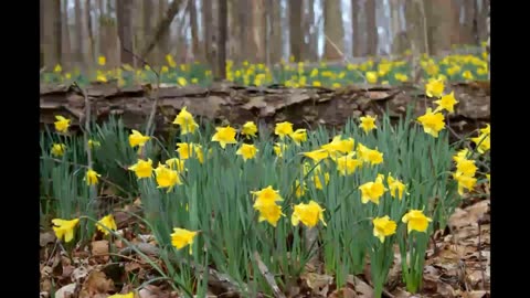 Buttercup Ridge, Short Mountain, Cannon County, TN