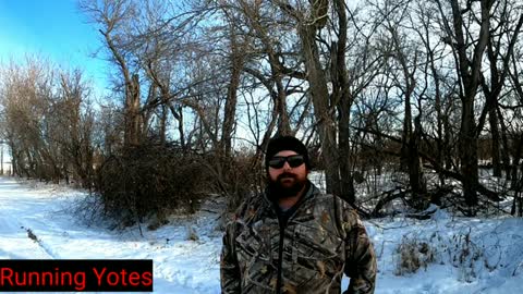 Coyote Hunting With Hounds Better Tracking Conditions