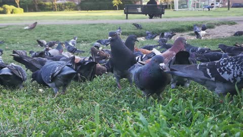 The Pigeons