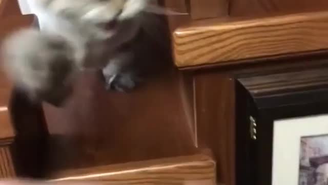Cat Angry With Men
