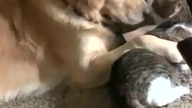 Golden Retriever adorably cuddles best friend cat