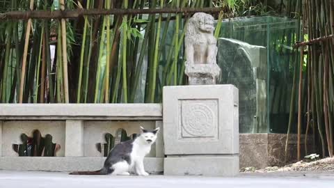 Beautiful stray cats in the scenic spot beg tourists for food