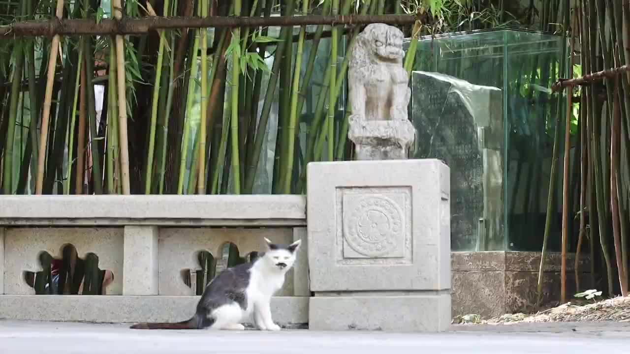 Beautiful stray cats in the scenic spot beg tourists for food
