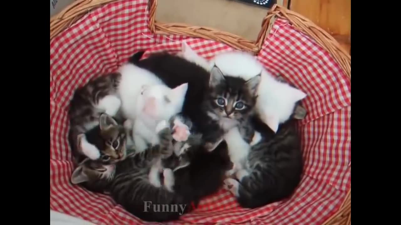 So many cute kittens videos compilation