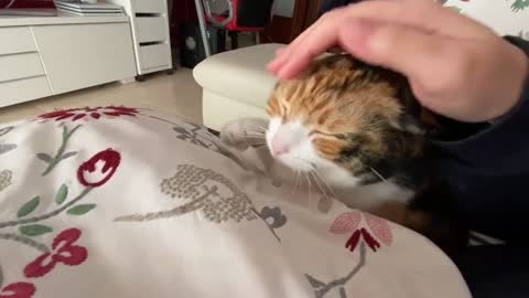 Cat Caress - Prue is relaxing