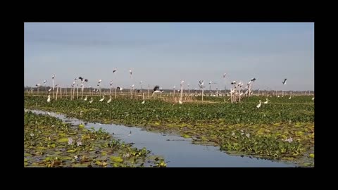 Bird - Dam river - Quang Nam Vietnam