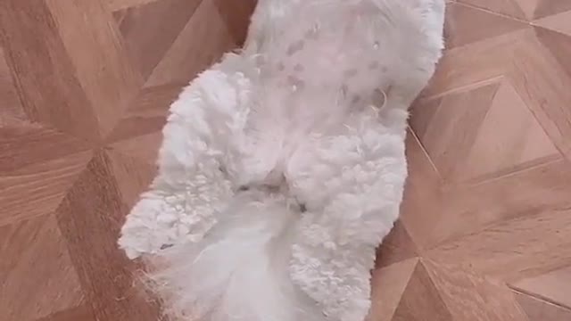 The lazy bee bear