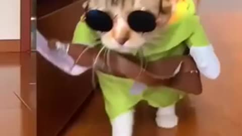 Cat dress up catwalk😂🤣...