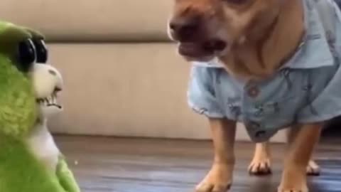 Try not to laugh funny animals #shorts