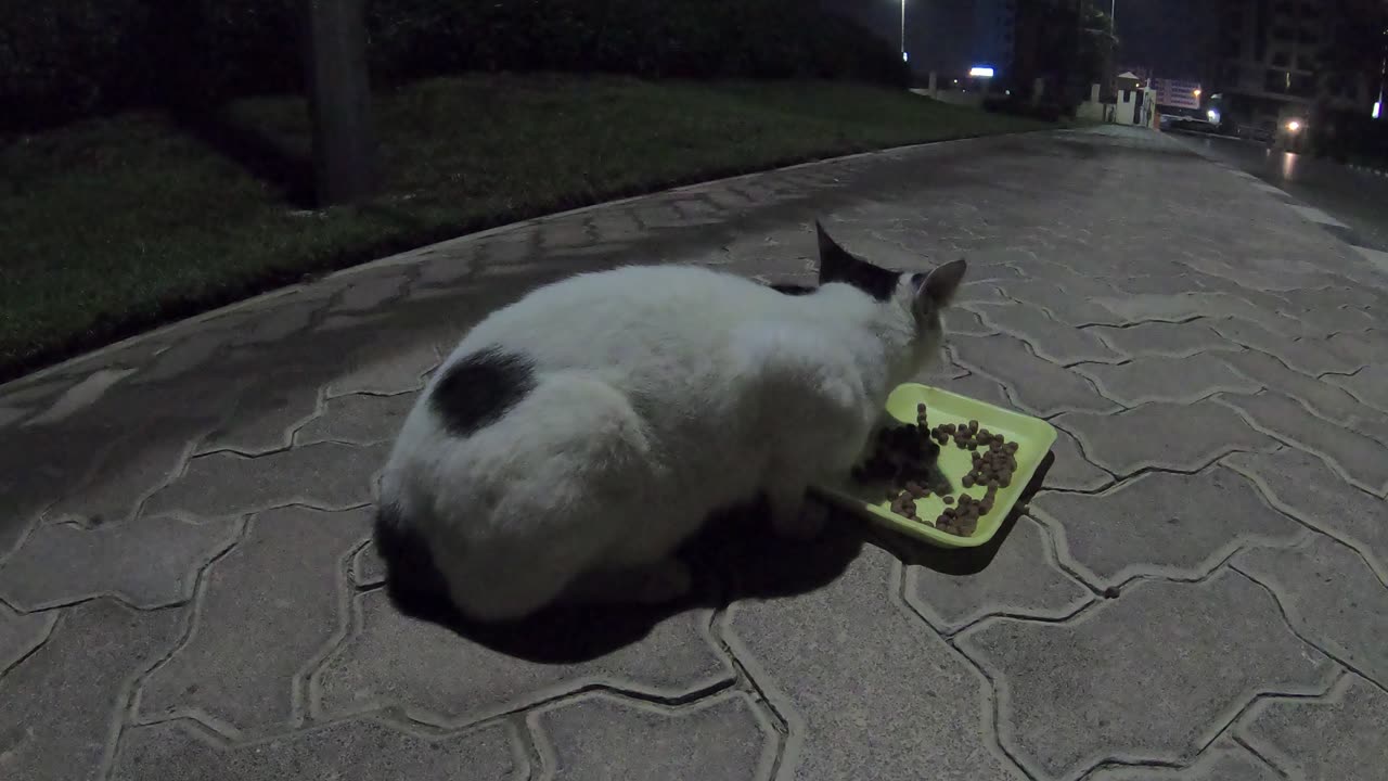 ARIANA GRANDE - Homeless cat in Ras Al Khaimah, UAE #cat #cats #ArianaGrande #UAE #pets #pet #viral