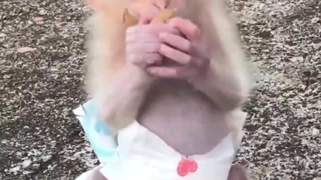 Cute Baby Monkey Sulking