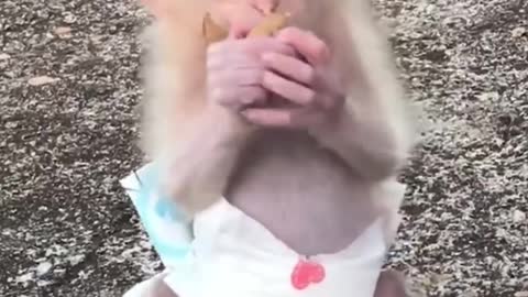 Cute Baby Monkey Sulking