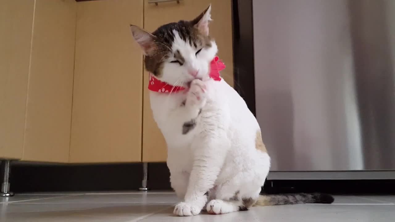 Cute and funny cat playing