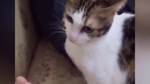 Adorable cat