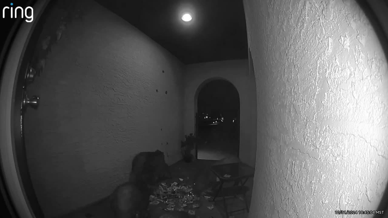 Javelinas Steal Halloween Candy