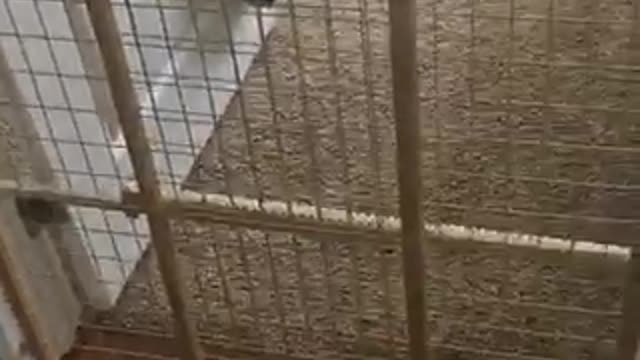 Smooth Kitty Jumps Over Gate Like Bunny Rabbit