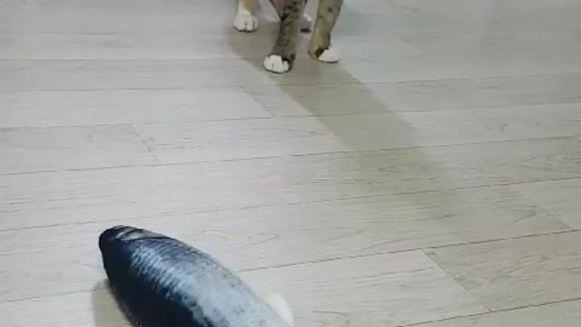 What a cat does the first time he sees a toy fish