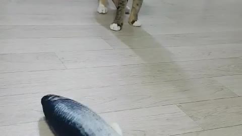 What a cat does the first time he sees a toy fish