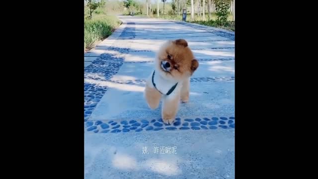 Funniest Cats And Dogs - Best Of The 2022 Funny Animal Videos.