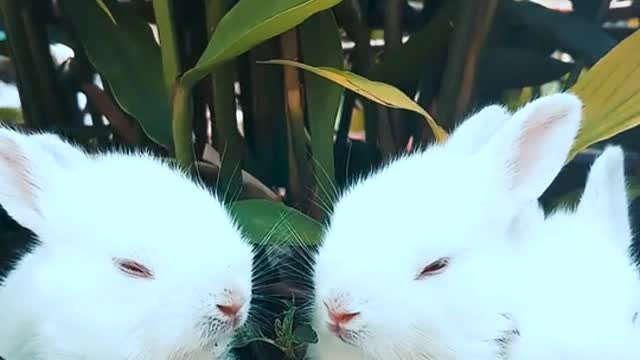 Cute & Lovely Baby Rabbits