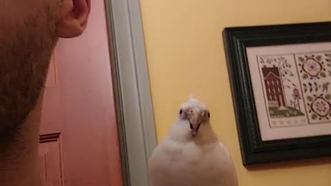 My cockatiel loves to sit on my shoulder while i brush my teeth in mimic the sound of my toothbrush