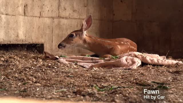 Negative Results of Human Impact on Wildlife Everyday