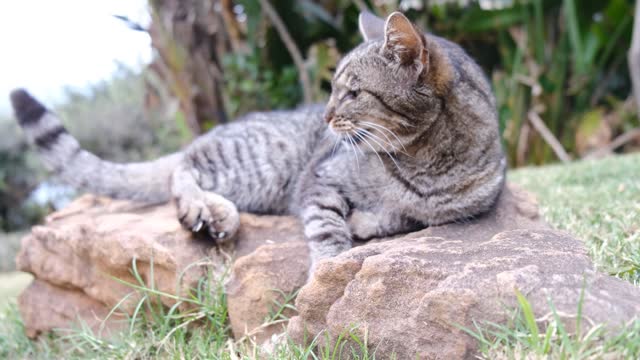 happy and funny cats