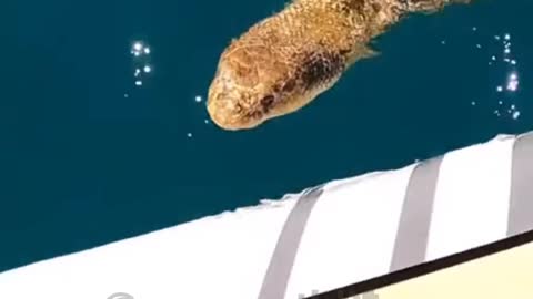 Snake Getting on the Boat