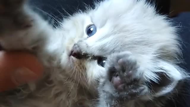 Little cat for funny