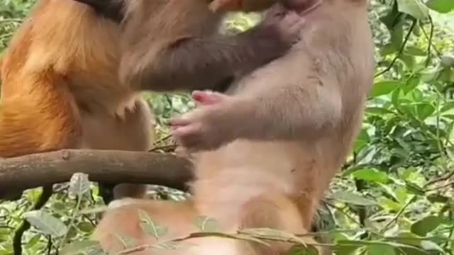 How monkey kiss each other never seen