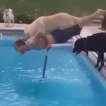 Animais de estimação tudo pode acontecer vejam