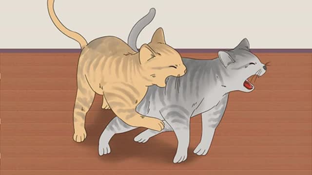 How to know if cats are fighting or playing?