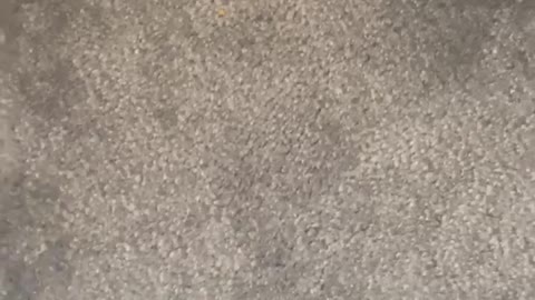 Mom catches a lizard
