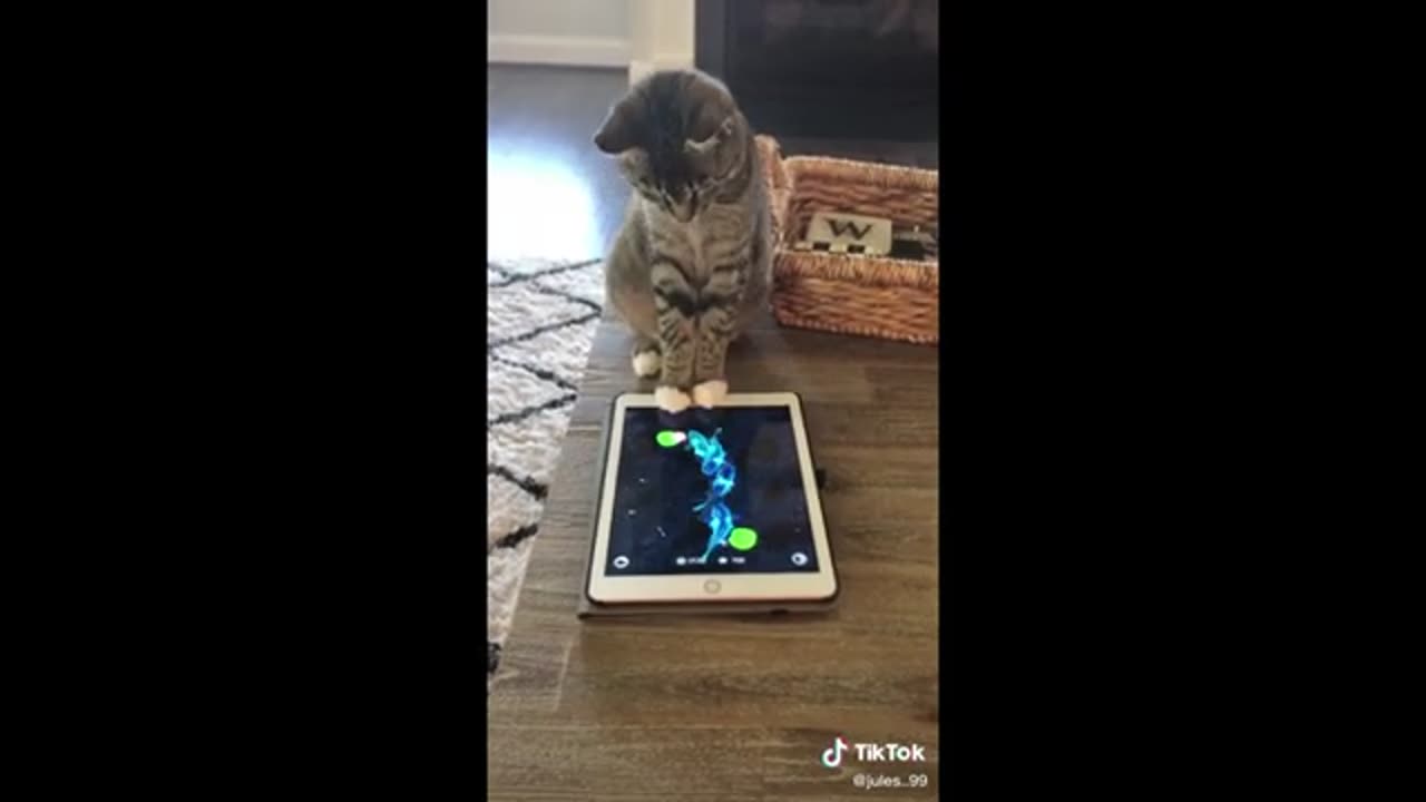 funny animal videos