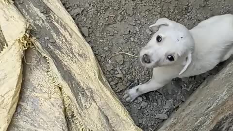 Cute puppy