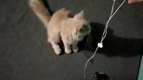 cats play with my ear phone