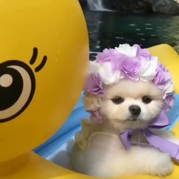 Lovely little dog swimming in the forest lake