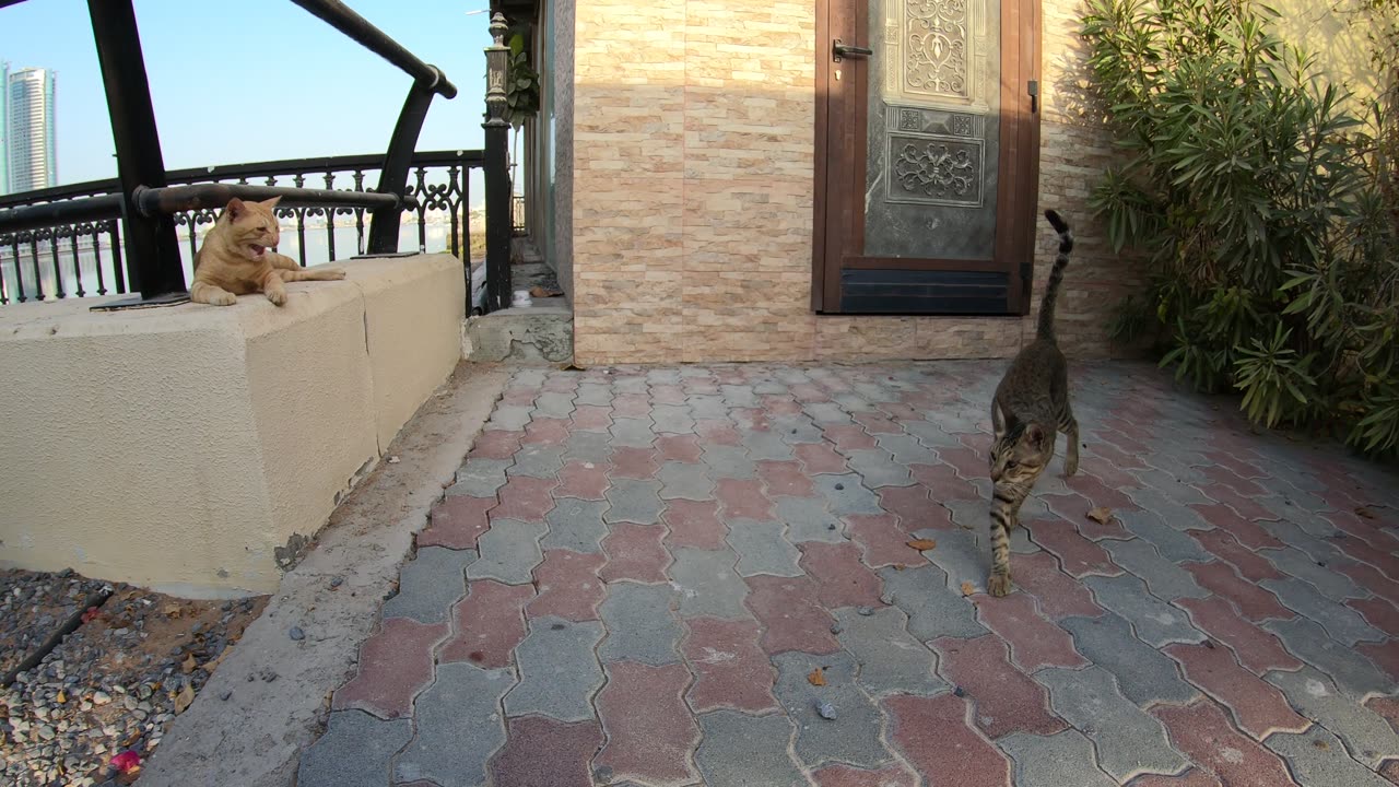 MICHAEL JACKSON & ED SHEERAN - Homeless cats in Ras Al Khaimah, UAE #cat #EdSheeran #MichaelJackson