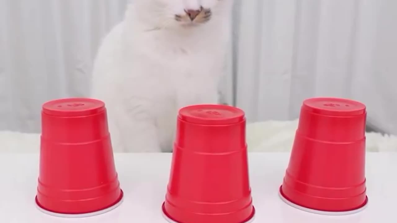 How?🥛🐈