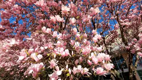 Relaxing Music | Sleeping, Meditation, Stress Relief | [1695] ⭐️