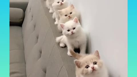 new cute cat video