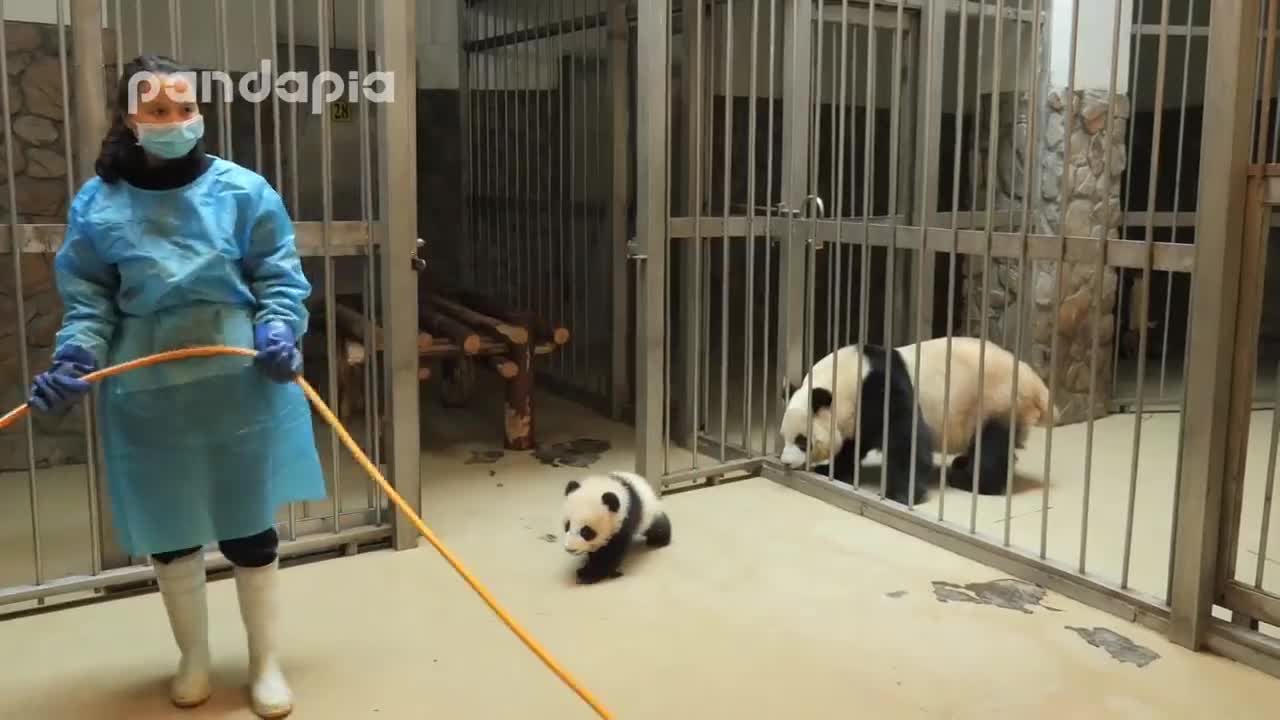 Panda keeper gives the baby cub back to his mum