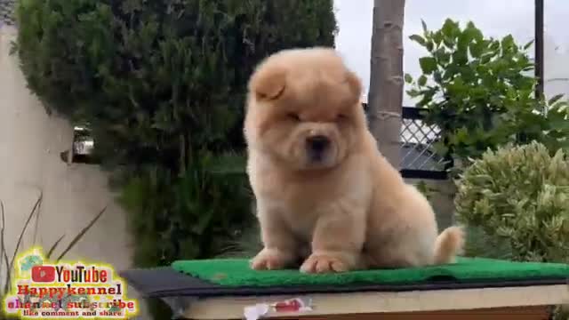 Big head chow chow Puppys super quality With delivery -- Delhi Gurgaon Noida