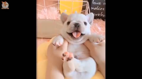 Cute Puppies Doing Funny Things.!!!!